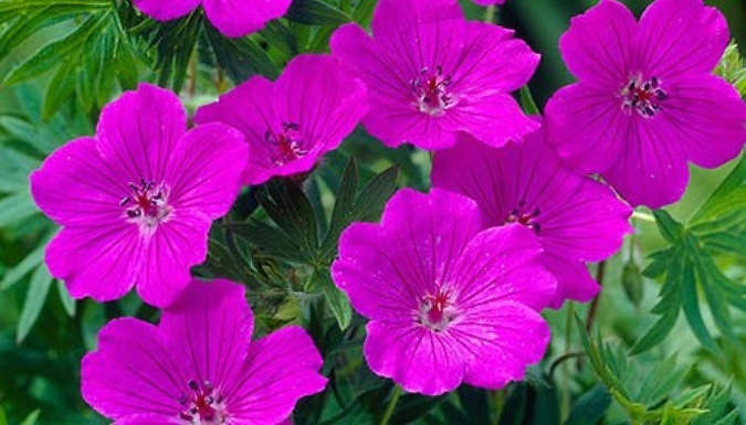 1 or 3 Geranium 'Tiny Monster' Cranesbill