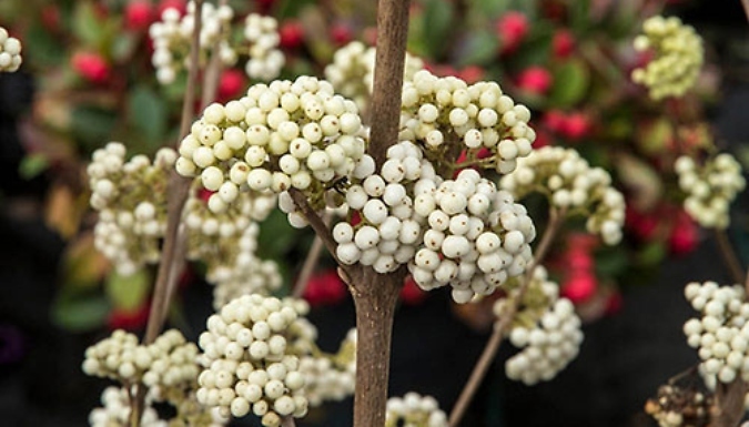 3L 'Magical Snowstar' Callicarpa