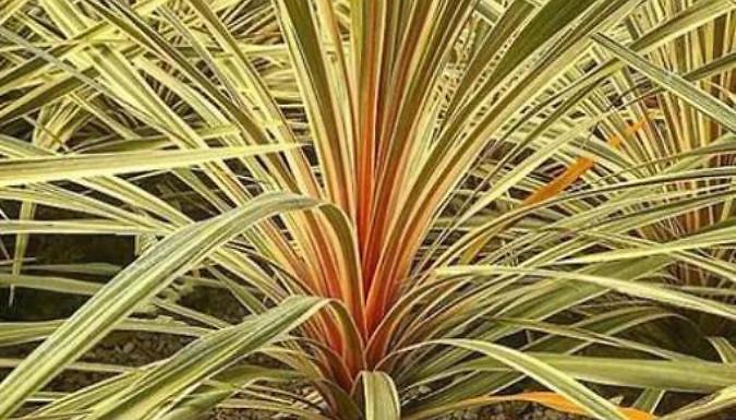 Cordyline Torbay Dazzler Plant - Ready to plant!