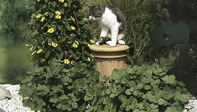 12 Coleus Canina 'Scaredy Cat Plant'
