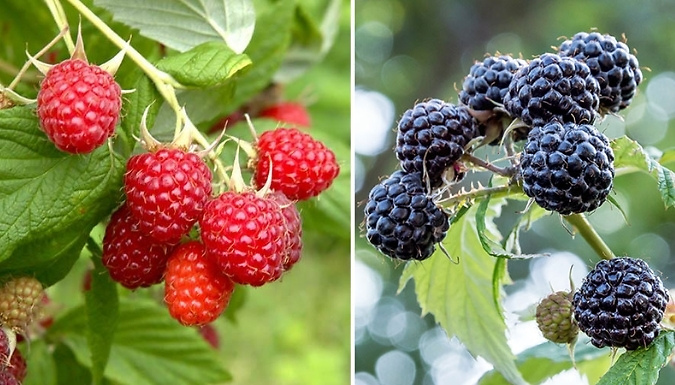 Sweet Sunshine or Black Jewel Raspberry Plant