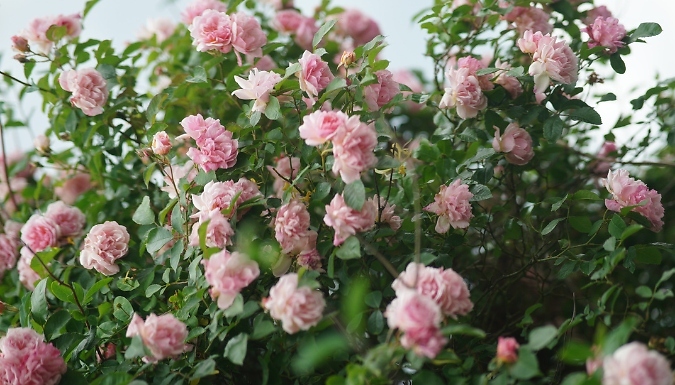 Camellia Japonica 'Japanese Rose' Bonomiana from Go Groopie IE