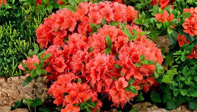 Dwarf Japanese Azalea Japonica Geisha Orange