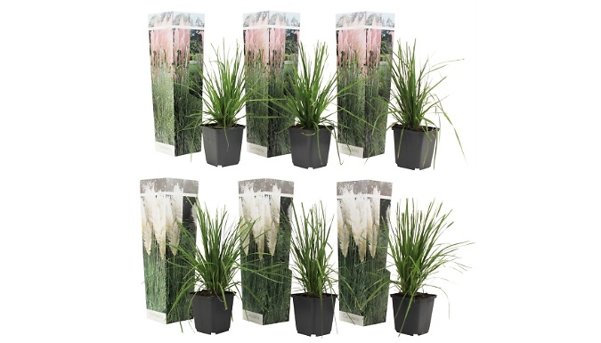 3-Piece Decorative Pampas Grass - 2 Colours from Go Groopie IE