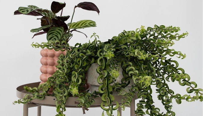 1 or 2 Aeschynanthus 'Twister' Lipstick Plants from Go Groopie IE