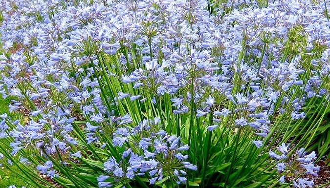 Agapanthus 'Blue Storm' African Lillies - 1 or 3 Pots!