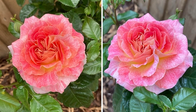 3L Rose 'Designer Sunset' Plant