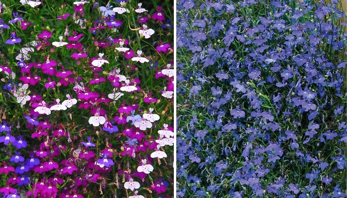 12-Pack Lobelia Garden Ready Plants - 2 Options!