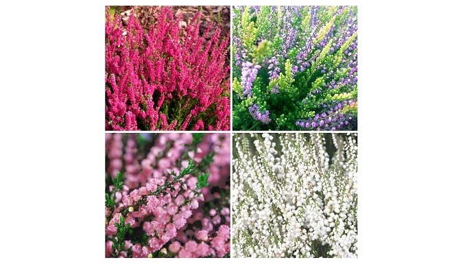 Scottish Heather Calluna Vulgaris Collection - 4 Pots!