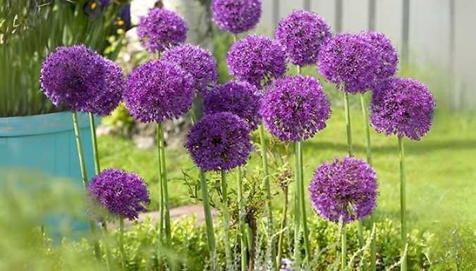 Allium 'Purple Sensation' Bulbs - 25 or 50 Bulbs!