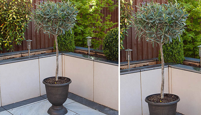 Garden Ready Standard Olive Trees - 1 or 2 Pack!