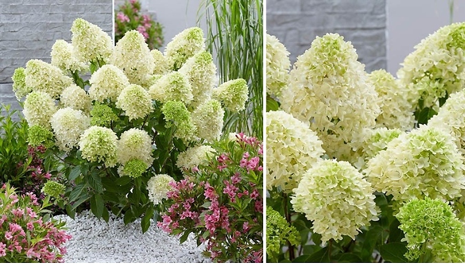3L Hydrangea Paniculata 'Skyfall'