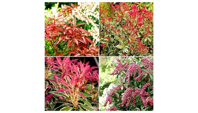Pieris Japonica Plant Collection - 4 Varieties!