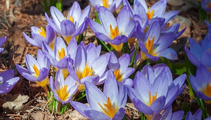 Crocus 'Tricolor' Bulbs - 30 or 60 Bulbs!
