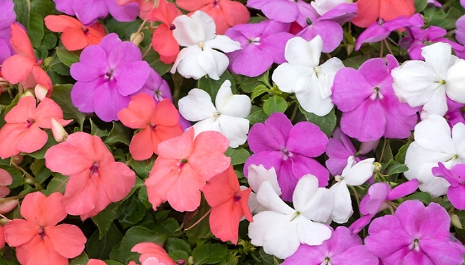 12 x Garden-Ready Busy Lizzie 'Pearl Island' Plants