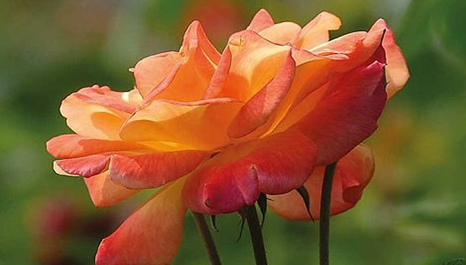 Rose 'Climbing Collection' Bare Roots - 2 or 6 Plants