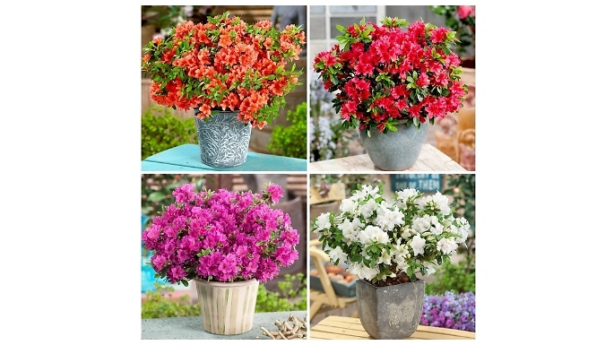 Dwarf Japanese Azalea Collection - 4 Pots!