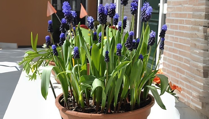 Muscari latifolium Bulbs - 50 or 100 Bulbs!