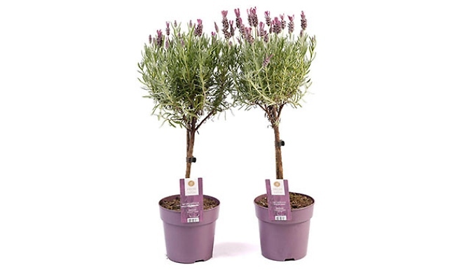1 or 2 Lavender 'Anouk' Mini Trees