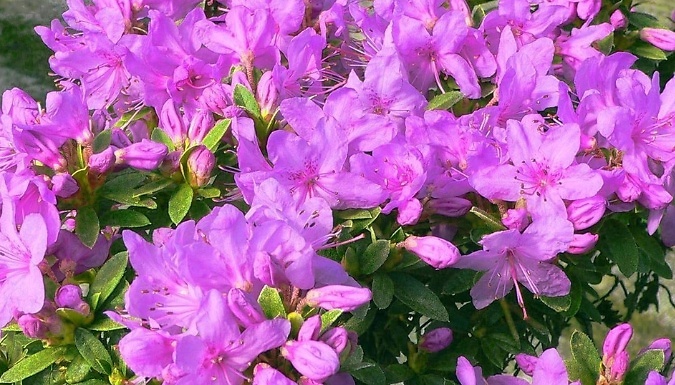 2L 'Pink Drift' Dwarf Rhododendron Japonica