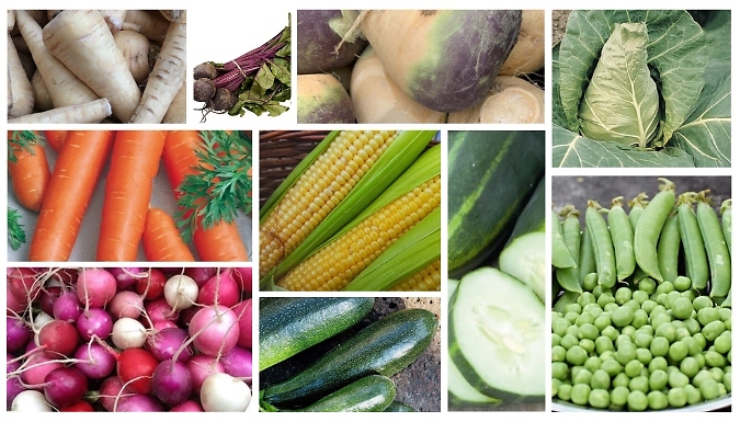 Country Vegetable Seed Collection - 2417 Seeds!
