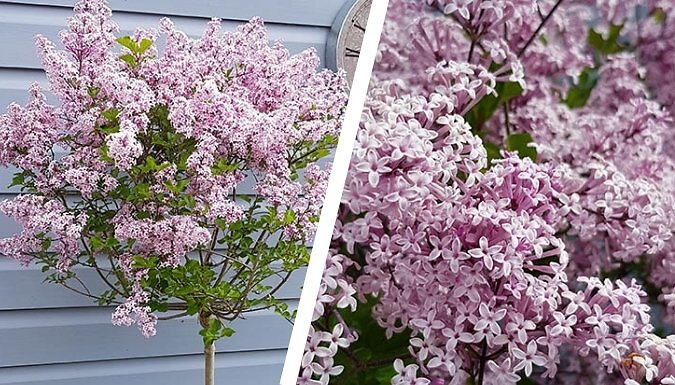 Lilac Syringa Palibin Standard Potted Plant - 3L