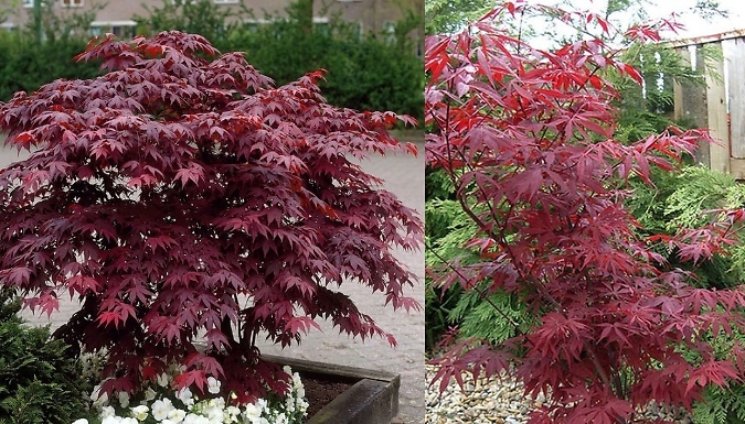 1.5L Acer palmatum Atropurpureum Japanese Maple