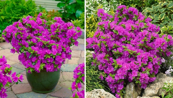 Dwarf Japanese Azalea Japonica 'Geisha Lilac' - 3 Options!