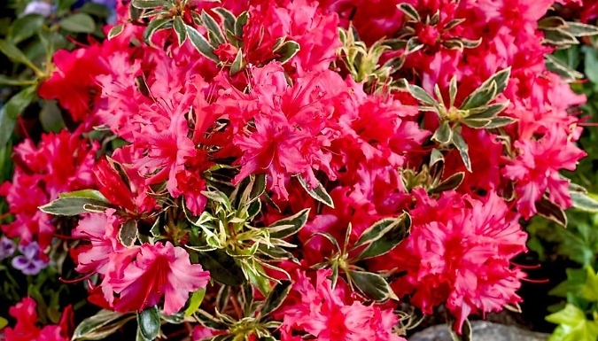Dwarf Japanese Azalea Japonica 'Silver Sword' - 4 Options!