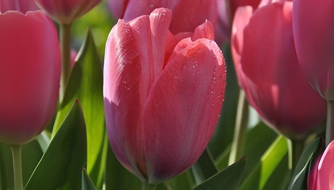 Tulip 'Van Eijk' Bulbs - 15 or 30 Bulbs!
