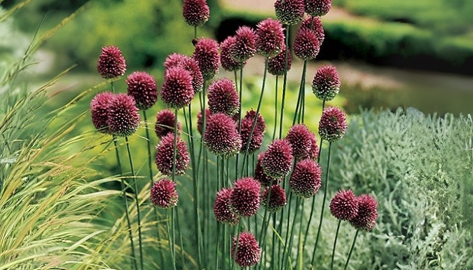 Allium Sphaerocephalon 'Drumsticks' Bulbs - 100 or 200 Bulbs!