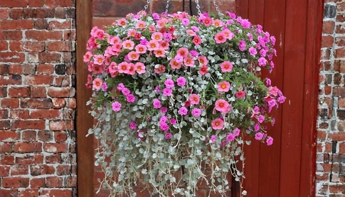Pre-Planted Coral Falls Hanging Basket - 25cm!