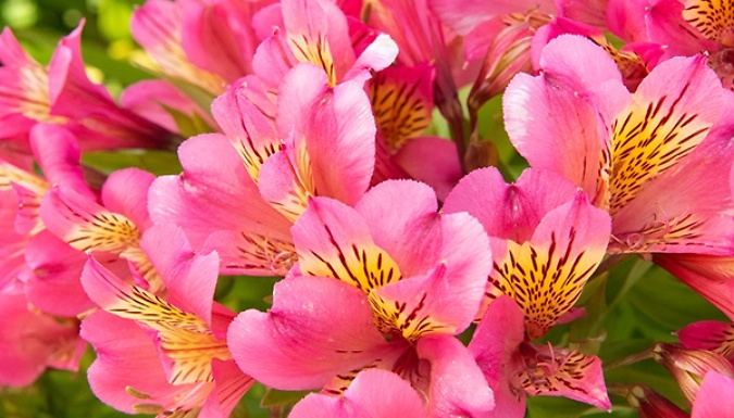 Alstroemeria 'Valley' Summer Paradise Collection - 3 or 6-Pack!