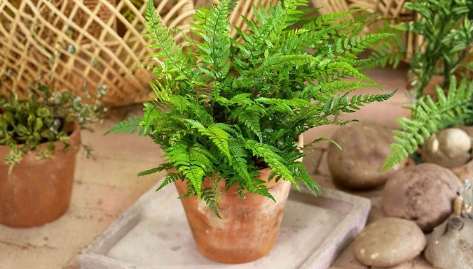 Korean Rock Fern 'Tsus-Simense' Polystichum