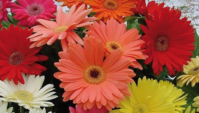 12 Mega Revolution Mix Gerbera Plugs
