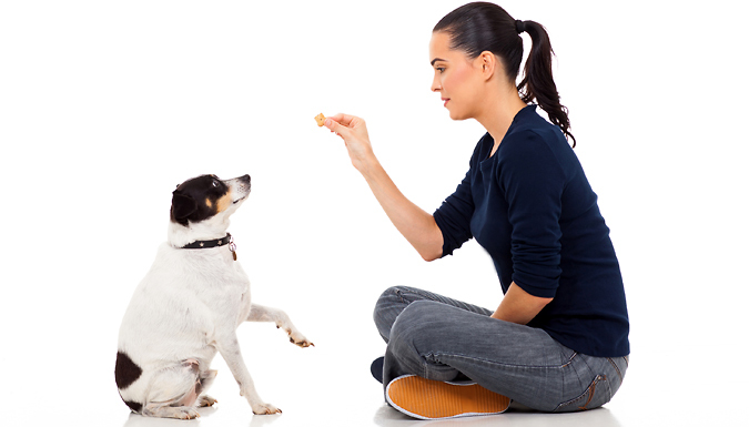 Dog Behaviour and Training Online Course