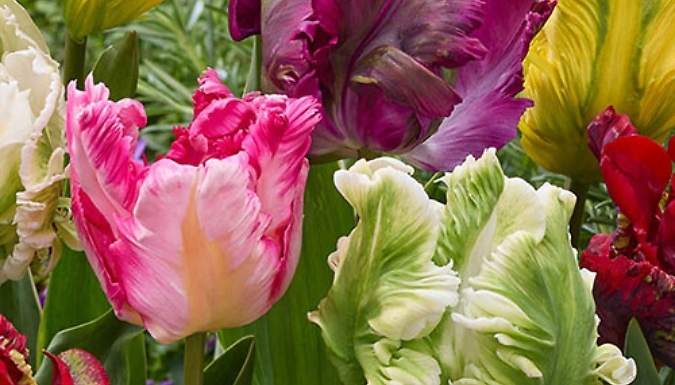Tulip 'Parrot' Mix Bulbs - 15 or 30 Bulbs!