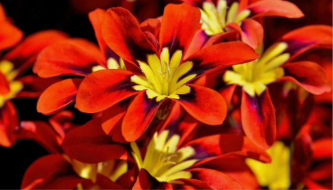 20 Mix Flower Sparaxis Bulbs
