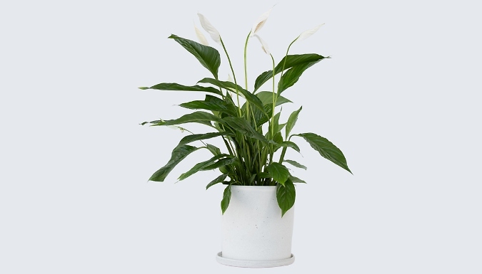 Spathiphyllum 'Peace Lily' from Go Groopie IE