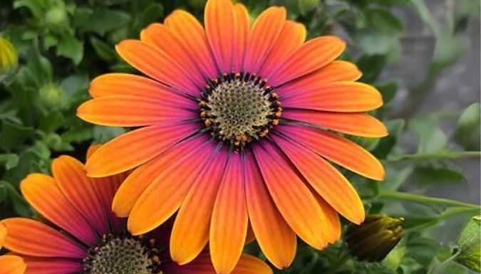 Osteospermum 'Purple Sun' Plugs - 6 or 12 Pack