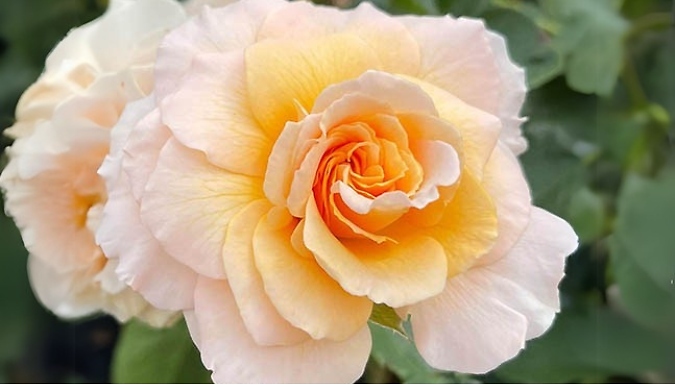 Potted Rose Collection - 9 Options!