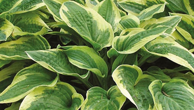 Hardy Hosta Collection - Includes 3 Hosta Varieties!