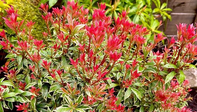 Pieris 'Little Heath' Evergreen Shrub - 4 Options!