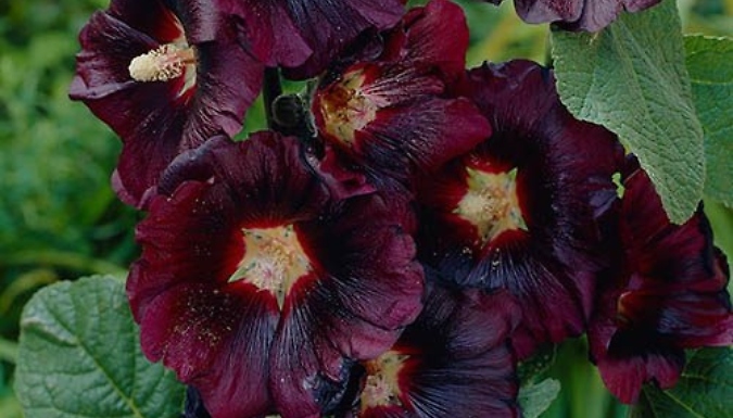 1 or 3 Black Alcea Hollyhock Plants