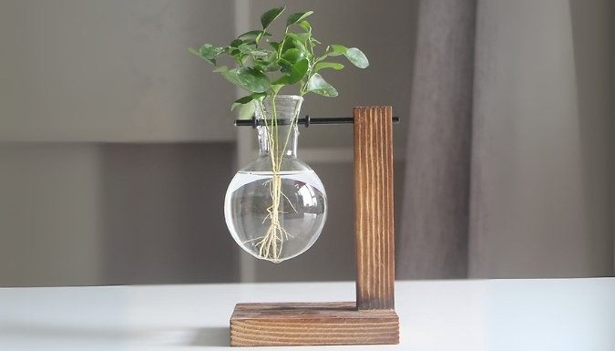 Glass Hydroponic Plant Vase - 3 Styles