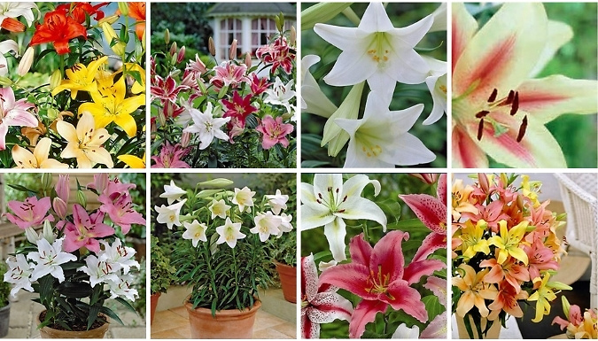 Mixed Lily Assortment - 10-Pack of Tubers!