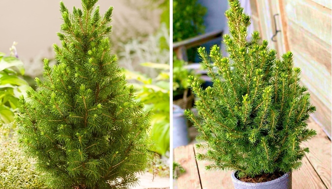 Dwarf Conifer Picea Glauca 'Albertiana Conica' Plant - Buy 1 or 3!