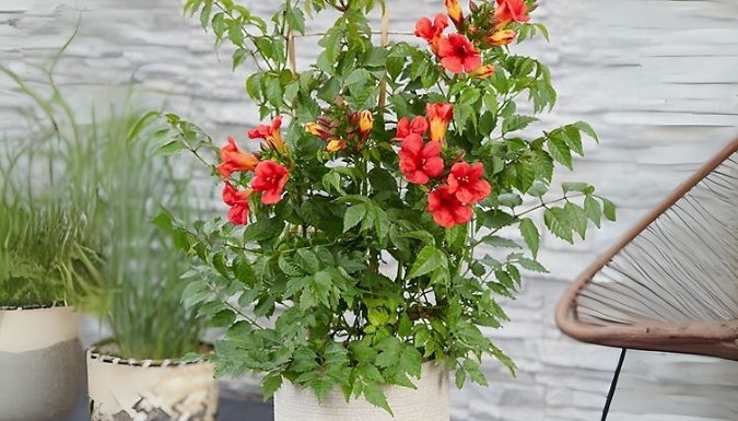 Patio Campsis 'Red Trumpet' 2L