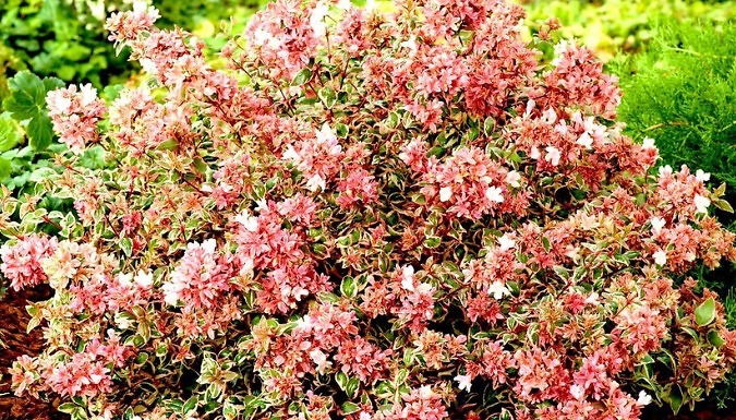 Dwarf Abelia Grandiflora 'Magic Daydream' - 1, 2 or 3 Pots!