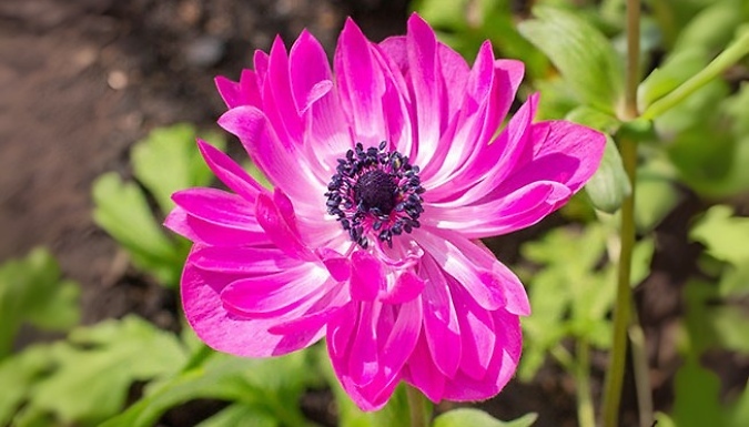Anemone 'St Brigid' Mixed Bulbs - 50 or 100 Bulbs!